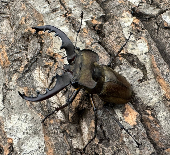 【WD】《ミヤマクワガタ 福島県産 ペア》