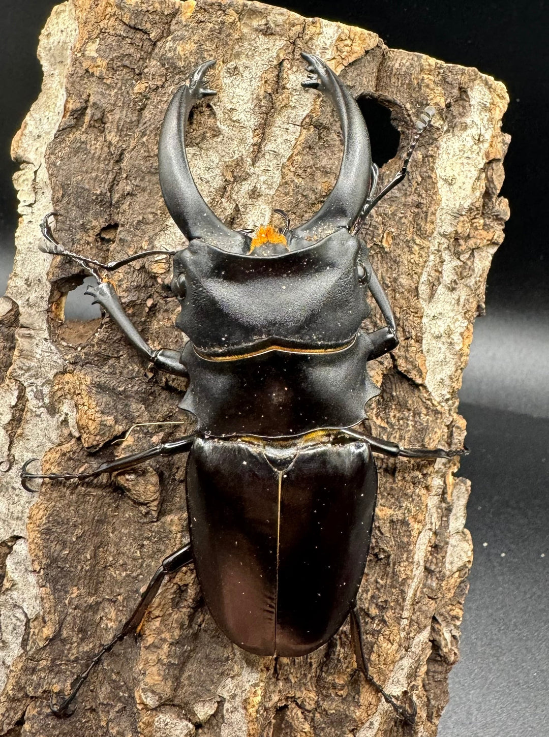 【WD】大型長歯《アルケスツヤクワガタ 93mm ペア》