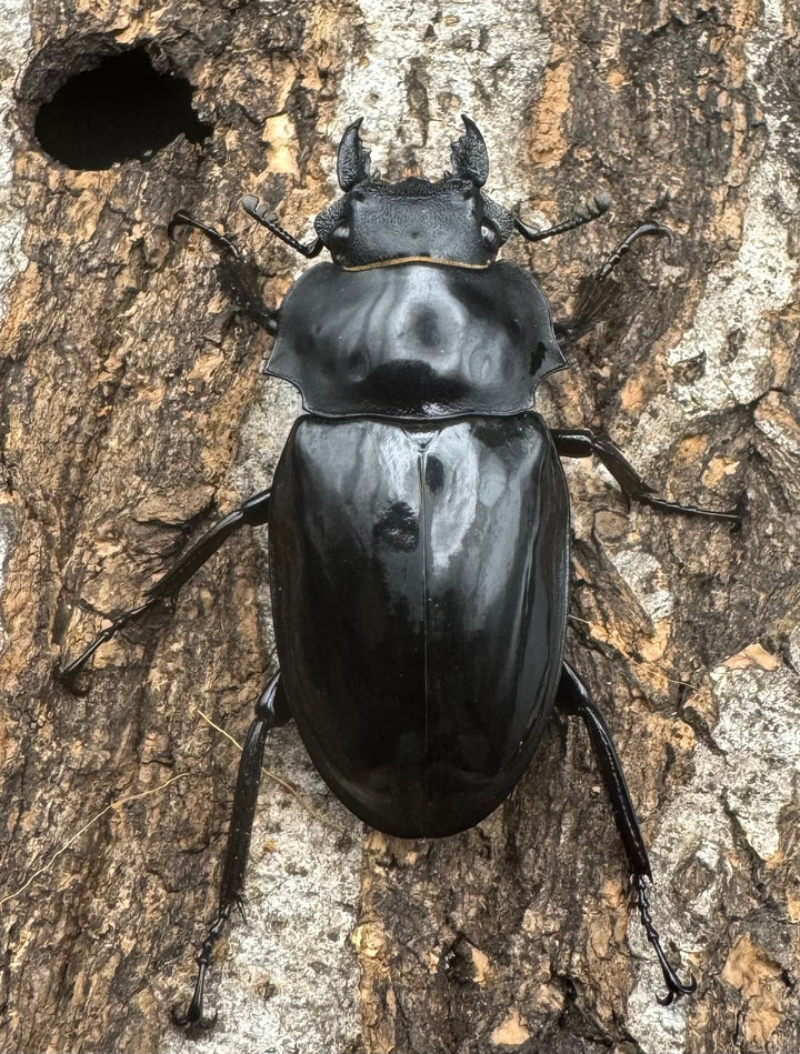 【WD】《ダールマンツヤクワガタ亜種celebensis 80mm ペア》