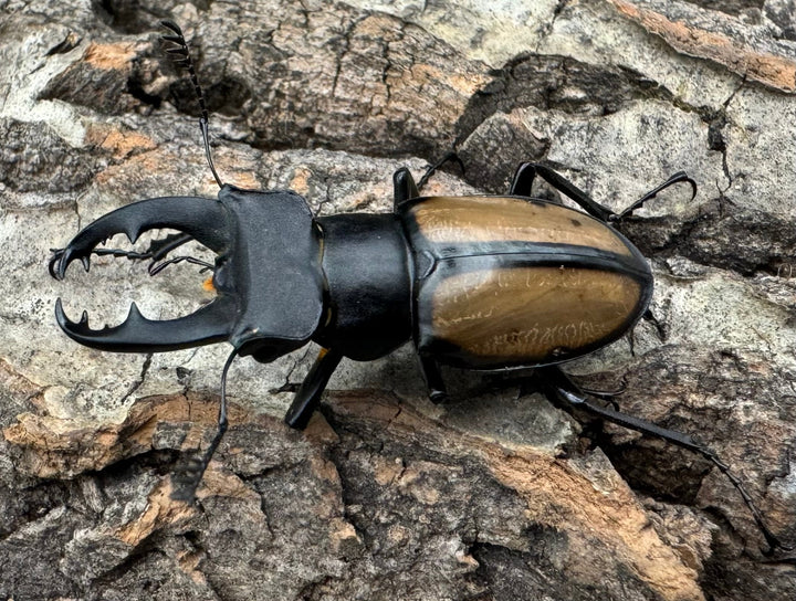 【WD】《パリーミヤマクワガタ 40.5mm B品ペア》