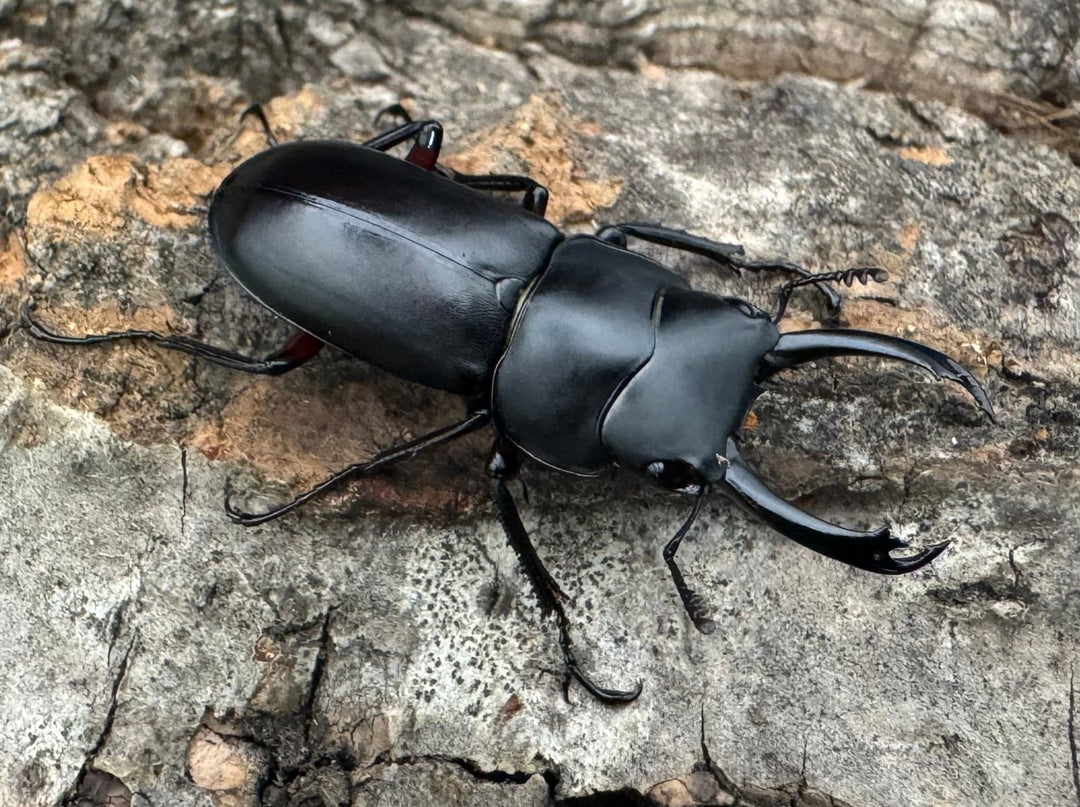 【WD】《テヌエコスタトゥスコクワ亜種pieli 27mm ♂♀♀トリオ》