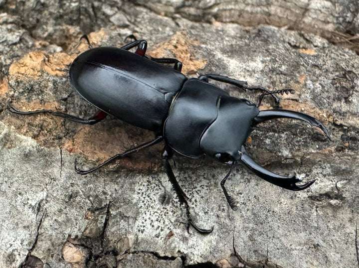 【WD】《テヌエコスタトゥスコクワ亜種pieli 27mm ♂♀♀トリオ》