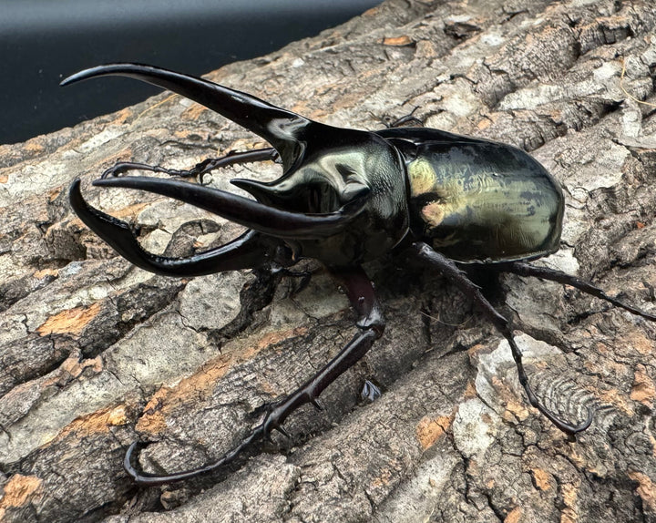 【WD】《ミンダナオアトラスオオカブト 95mm ペア》