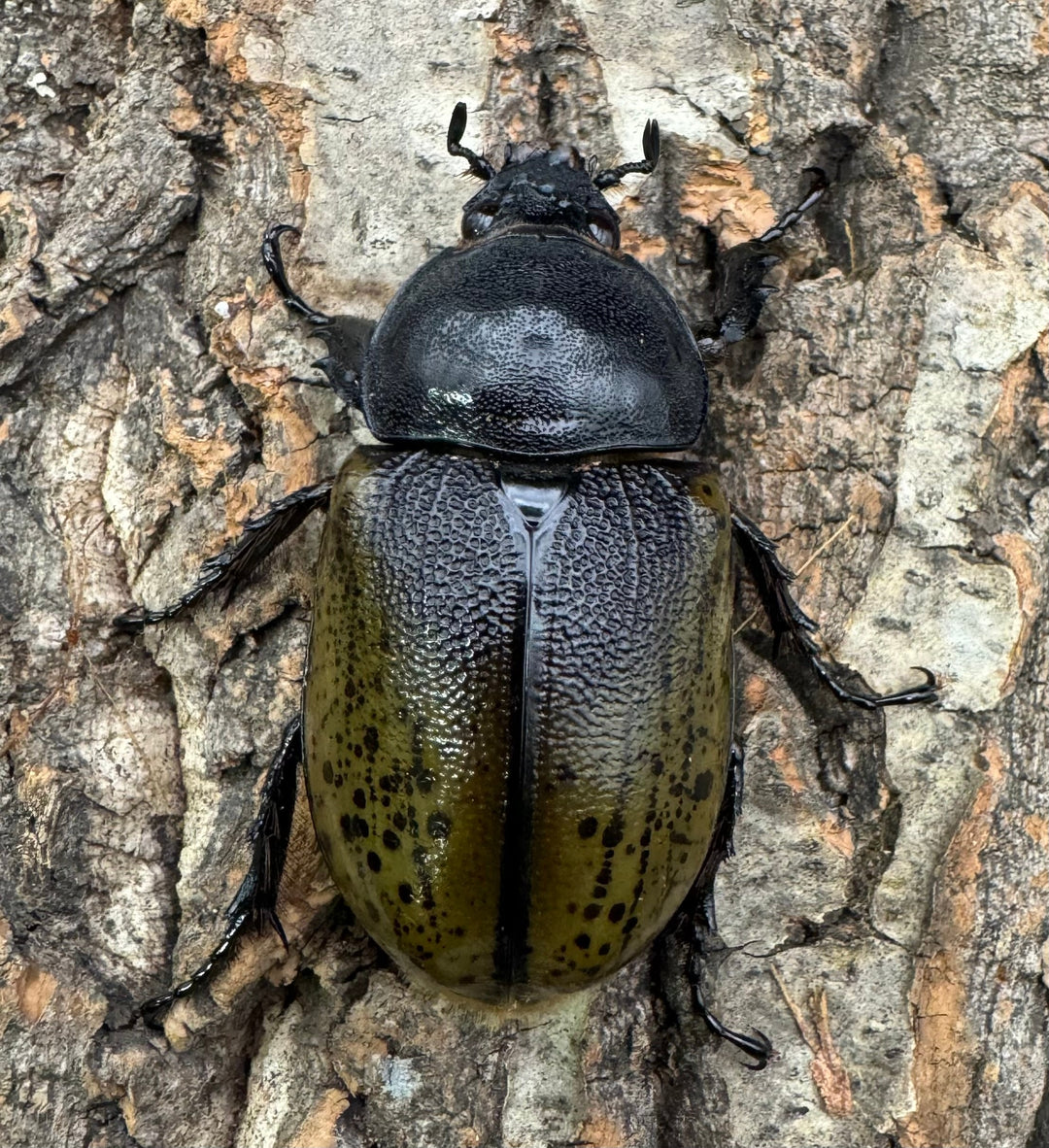 【WF2】《モロンオオカブト 71.5mm ペア》