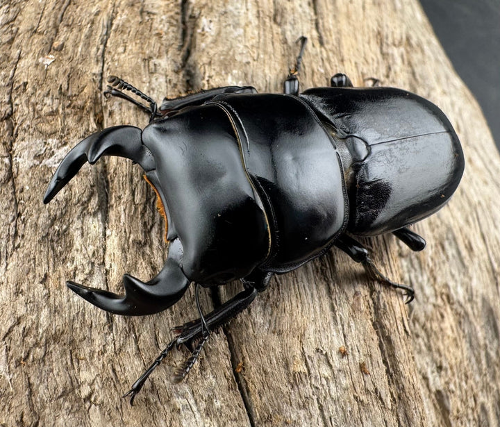 【WD】《ドルクスヤクシャ原名亜種 42mm ペア》