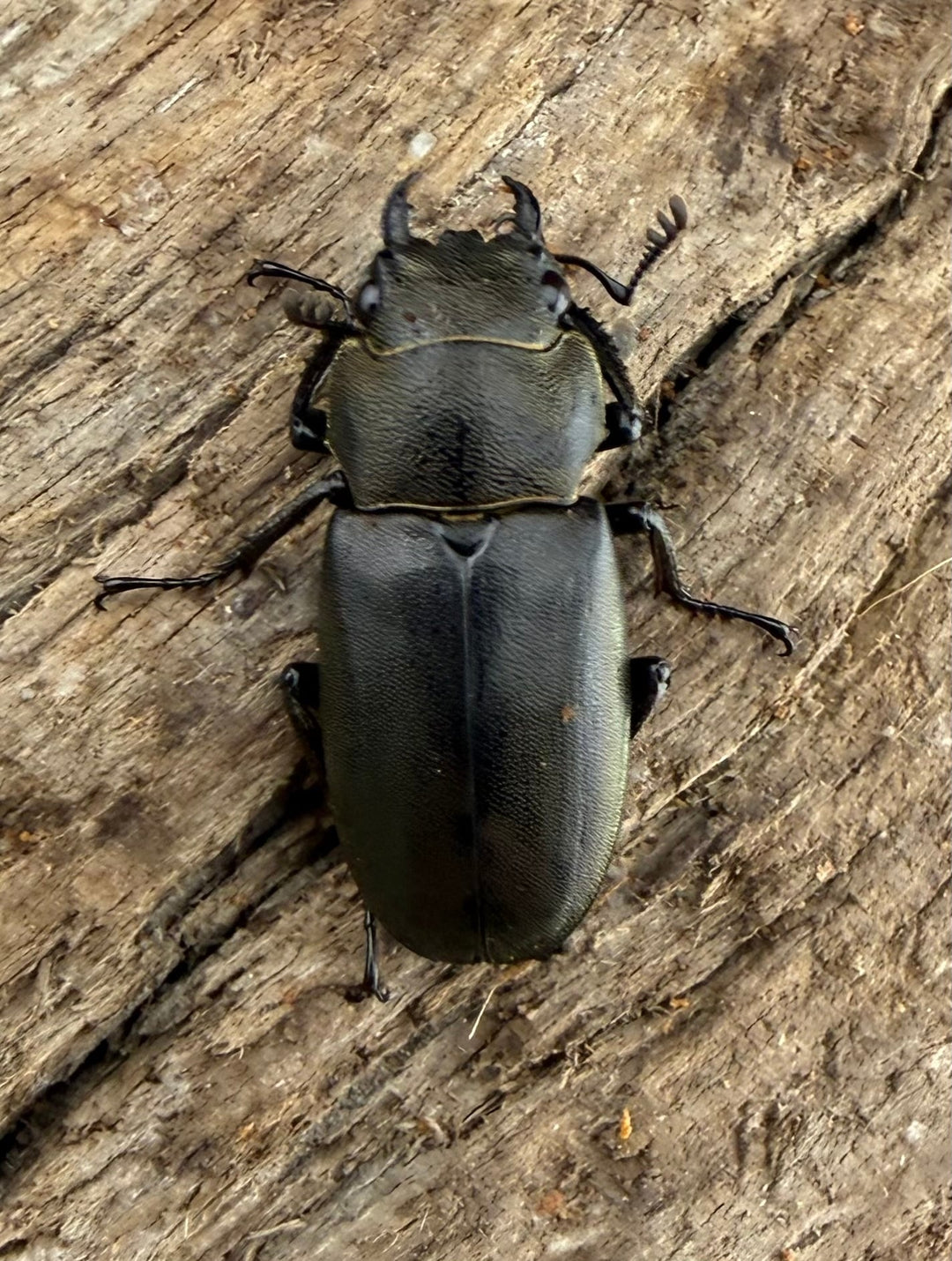 【WD】《メタリフェルホソアカ亜種finae 83mm ペア》