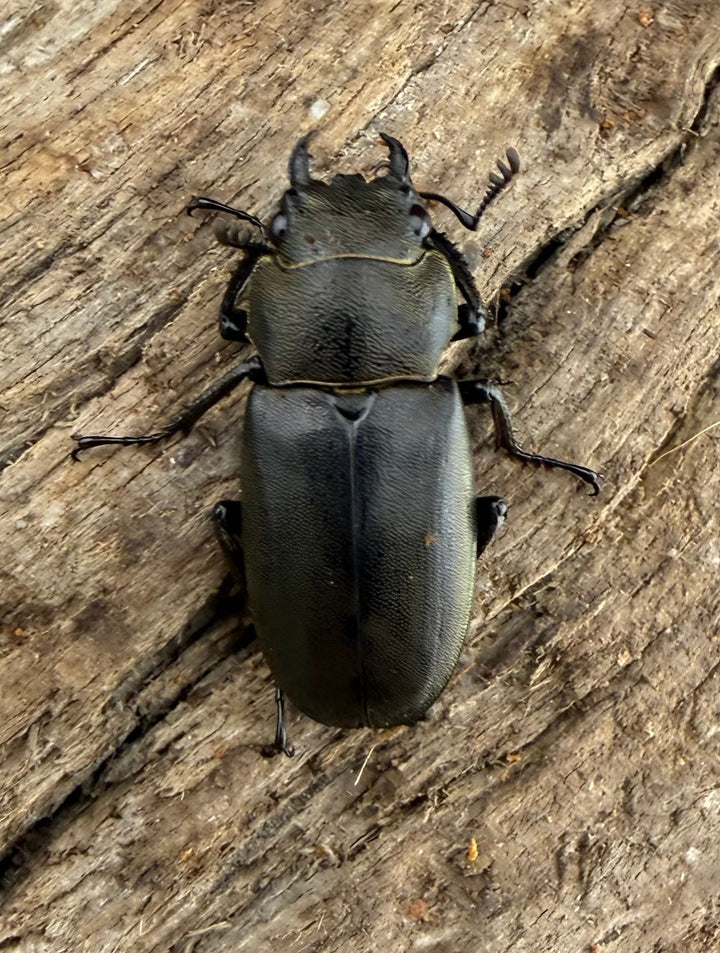 【WD】《メタリフェルホソアカ亜種finae 83mm ペア》