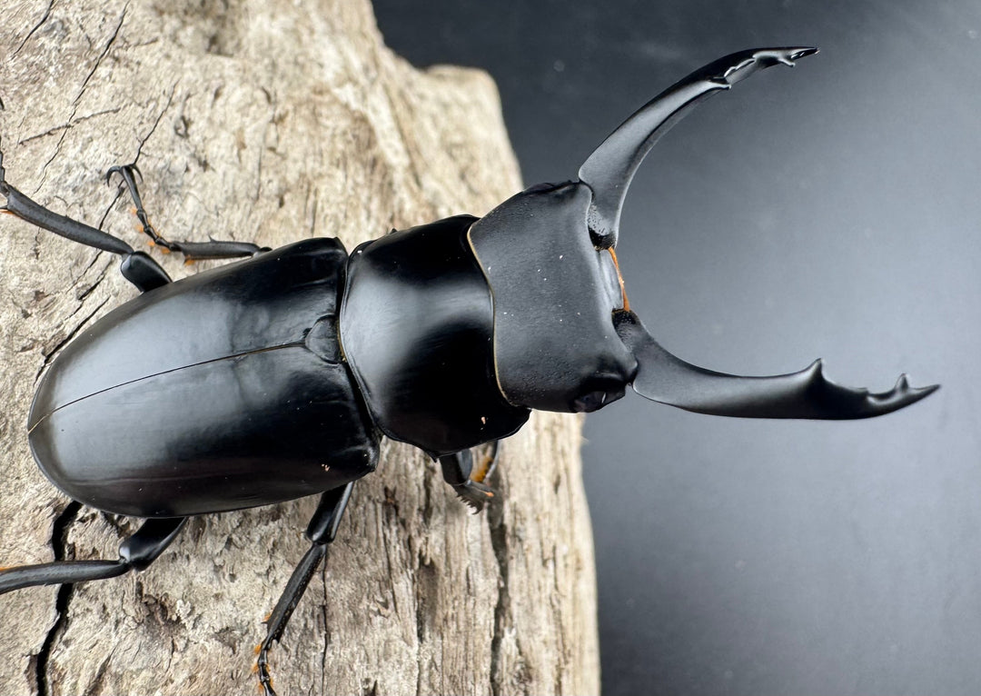 【WD】《ブラナウンコクワ 福貢県産 56mm ペア》