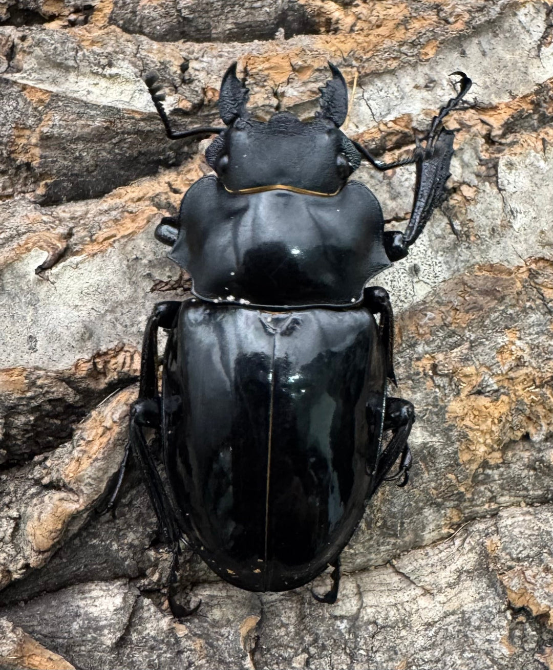 【WD】《インターメディアツヤクワガタ ネグロス産 94mm ペア》