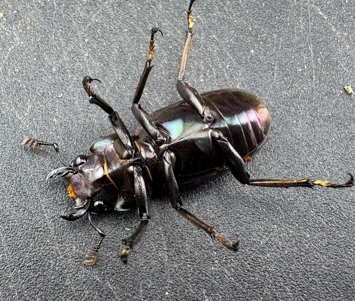 【美麗】《メタリフェルホソアカ亜種finae 78mm ペア》わたくわ氏ブリード個体