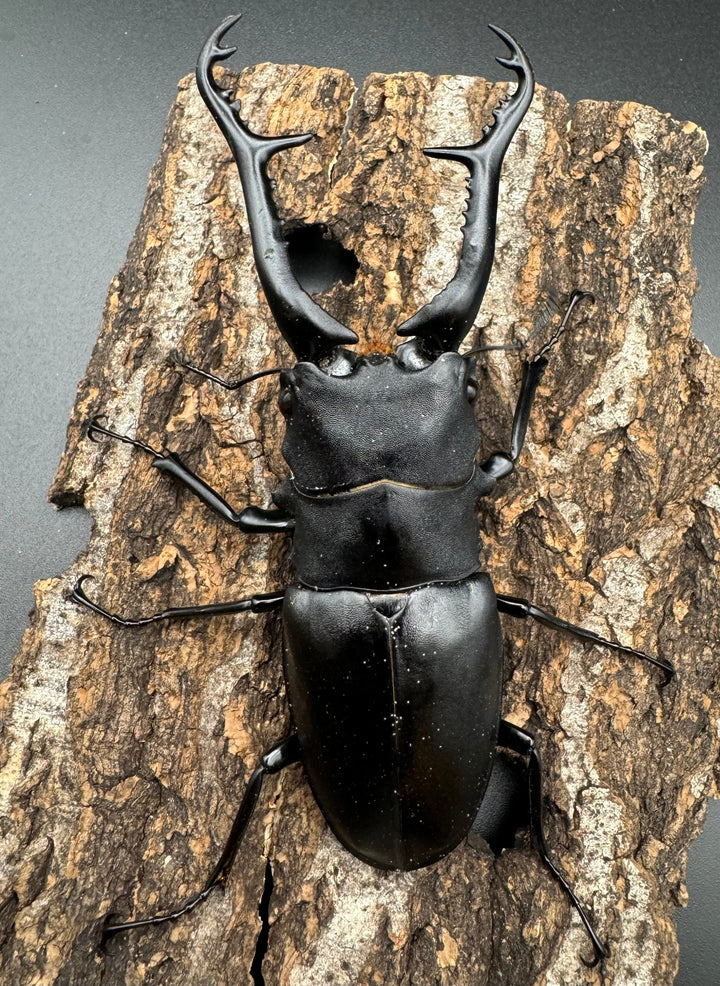 【WD】《ギラファノコギリ亜種ケイスケ 105mm ペア》