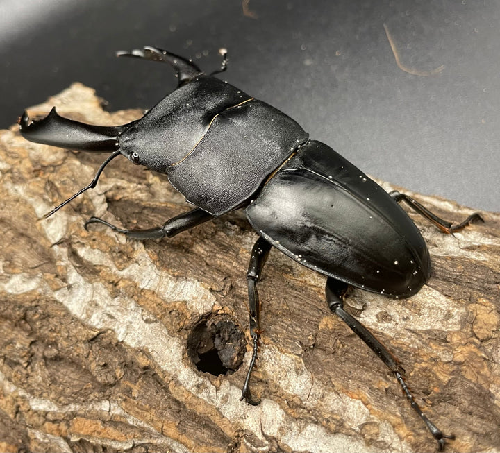 【WD】大型《カマリネスヒラタ 97mm ペア》