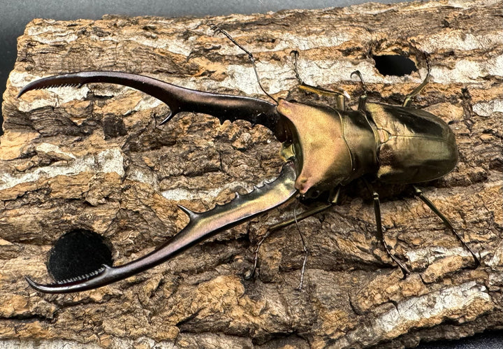 【WD】《メタリフェルホソアカ 85mm ペア》