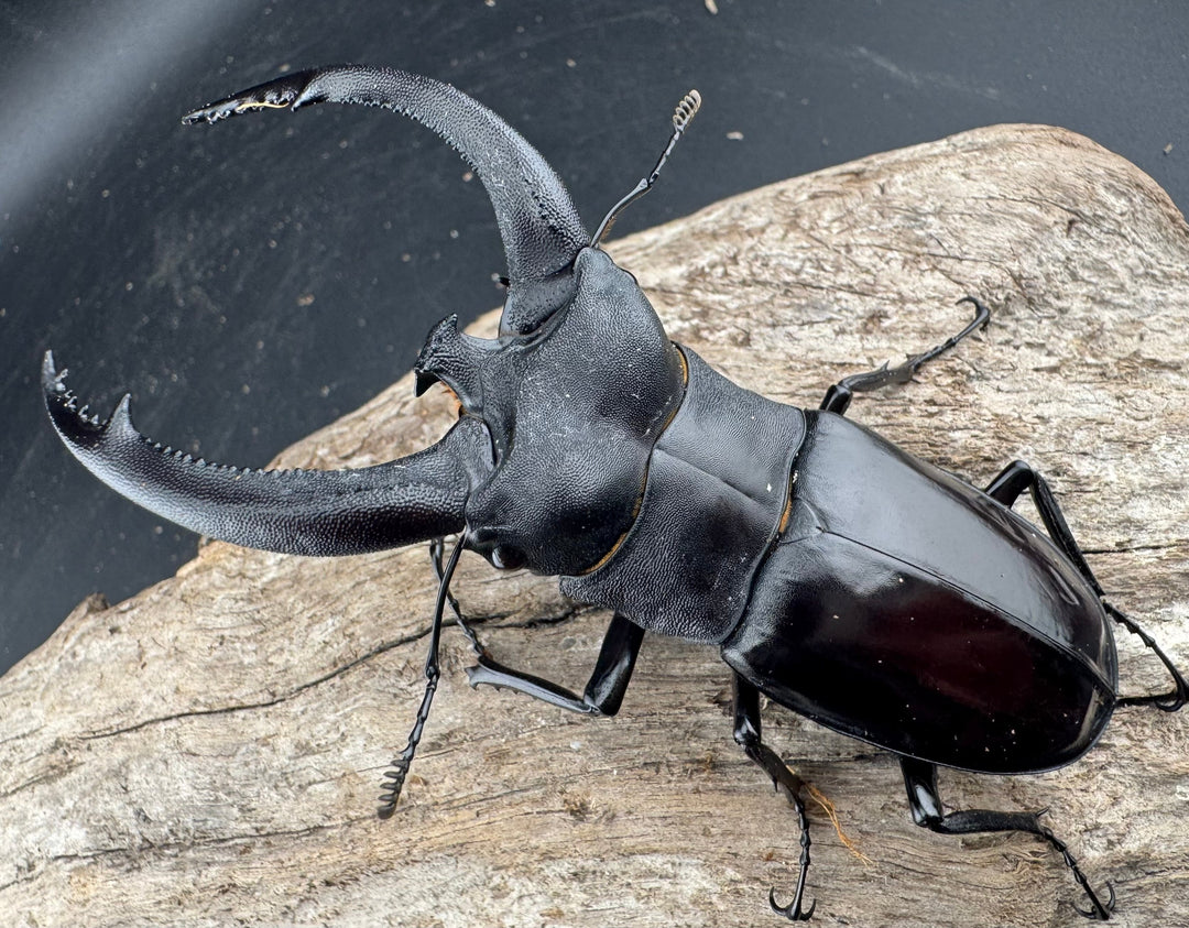 【WD】《リノケロスフタマタ 92.5mm ペア》