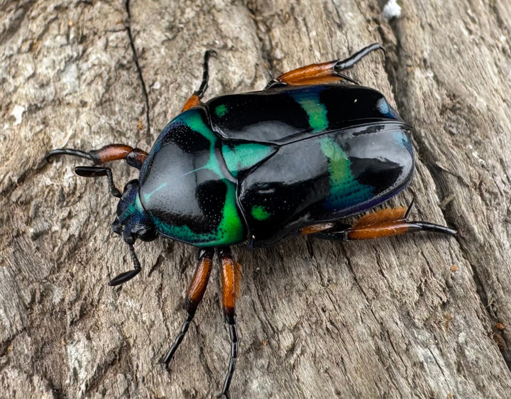 【WD】《ベルシコロールツヤカナブン ロハス産 ペア》