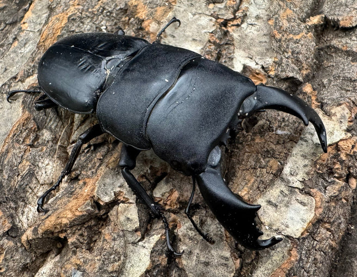 【WD】ショートホーン《スラウェシオオヒラタ 南スラウェシ産 80mm ペア》