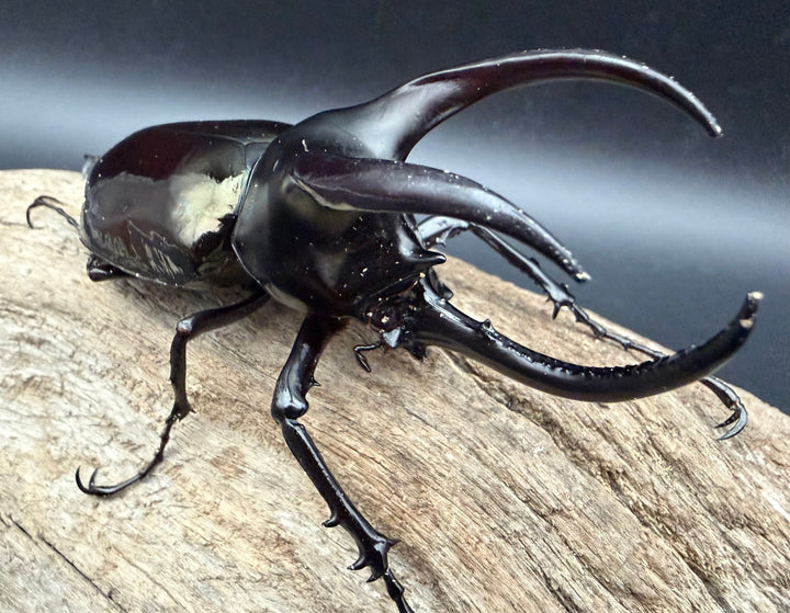 【WD】《モーレンカンプオオカブト 95mm ペア》