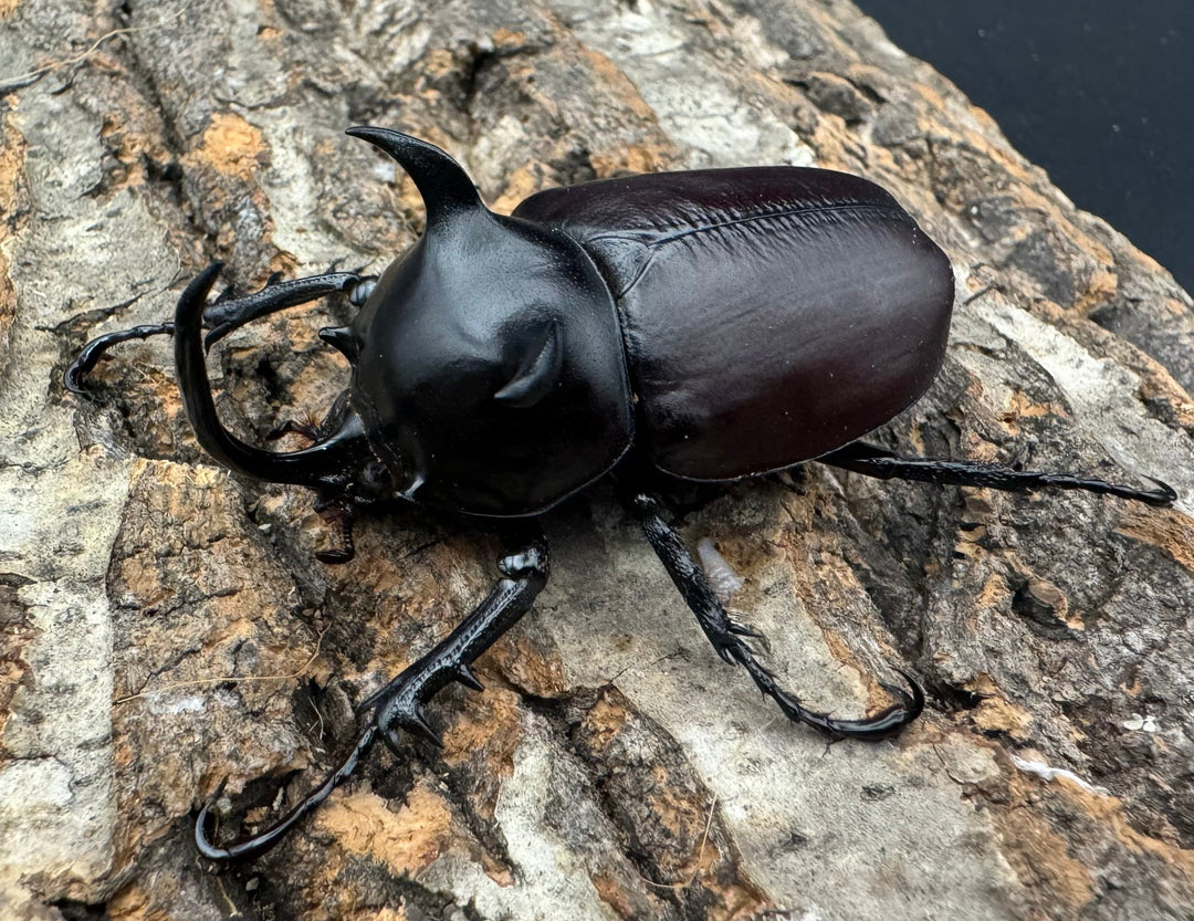 【WD】《シャムゴホンツノカブト 58mm B品ペア》