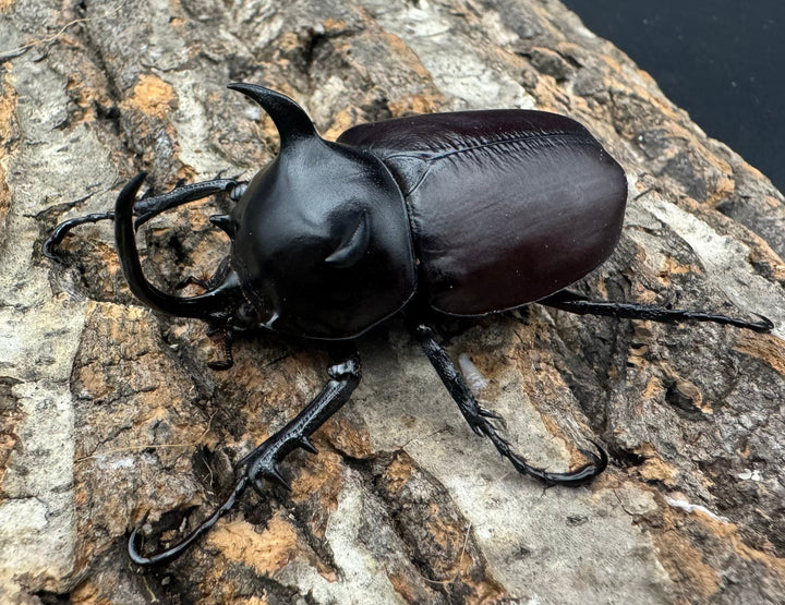 【WD】《シャムゴホンツノカブト 58mm B品ペア》