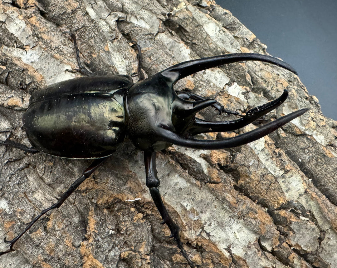 【WD】《ミンダナオアトラスオオカブト 91mm ペア》