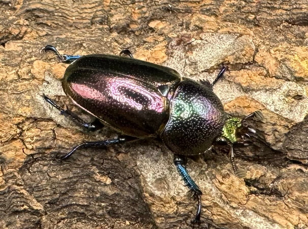 【美麗】《パプアキンイロクワガタ ペア》inohiro109氏ブリード個体