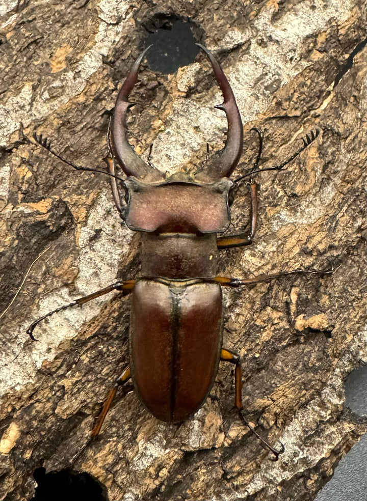 【WD】《ルックミヤマ 62mm ペア》