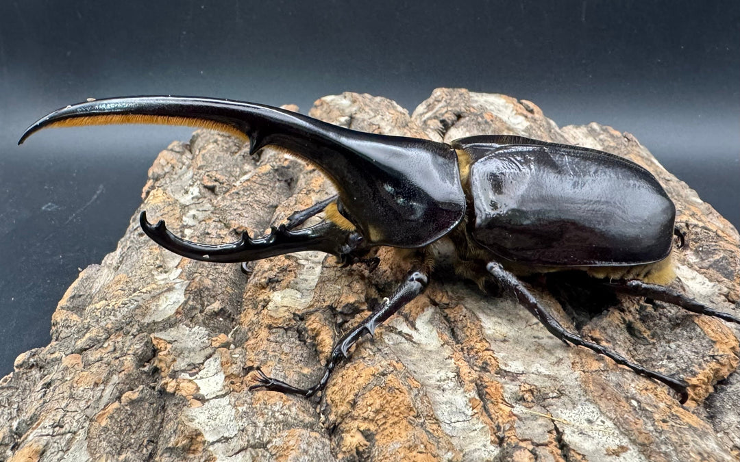 《ヘラクレス・ヘラクレス 130mm ペア》