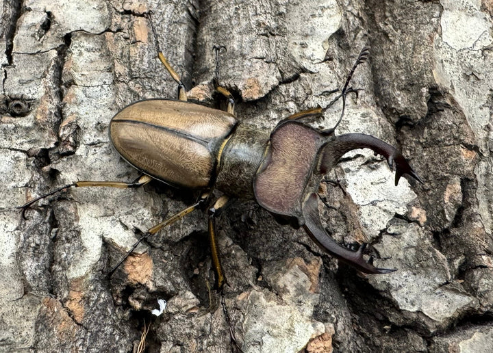 【WD】《デラバイミヤマ 46mm ペア》