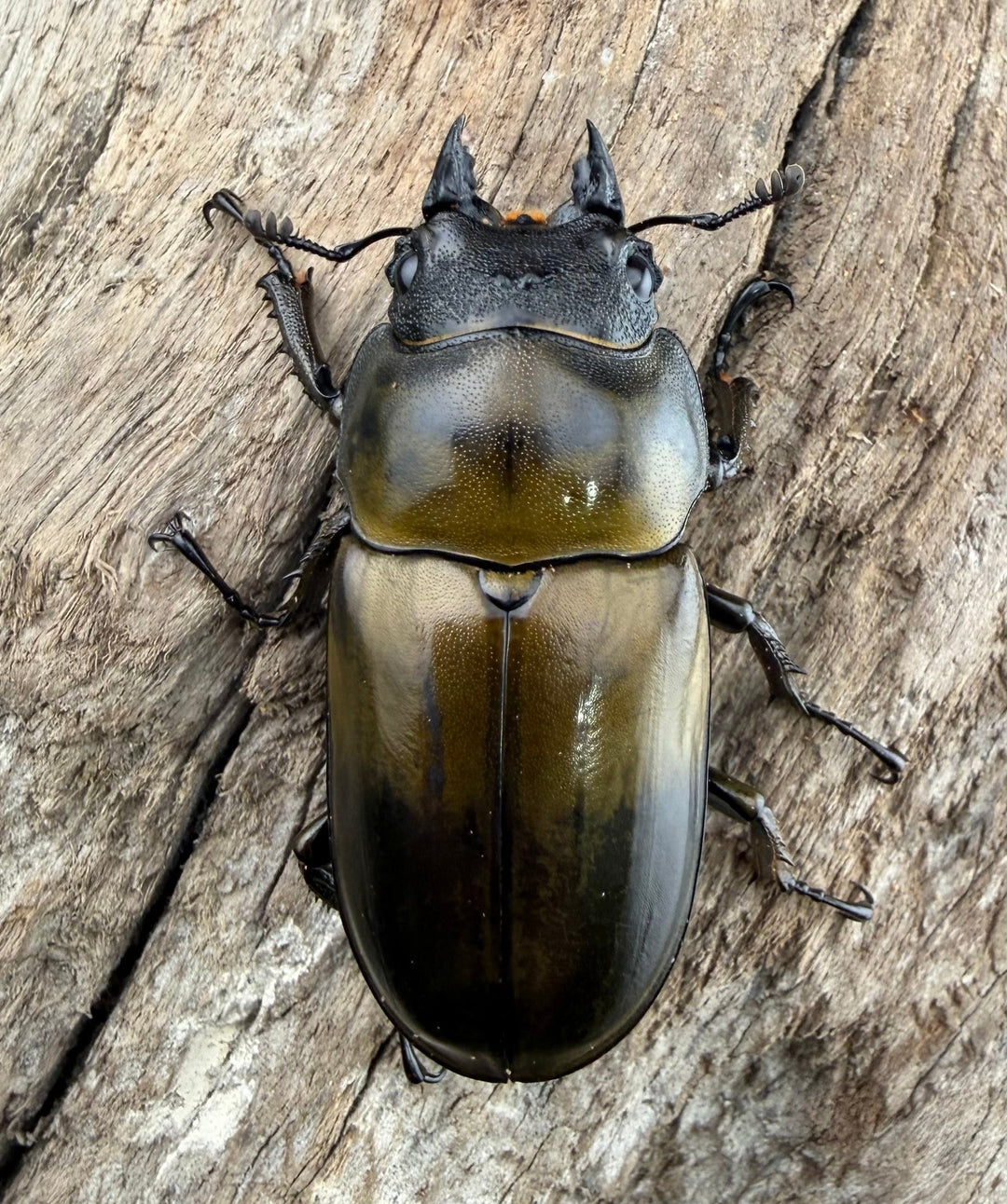 【F0】《ローゼンベルグオウゴンオニクワガタ 46mm ♀単》