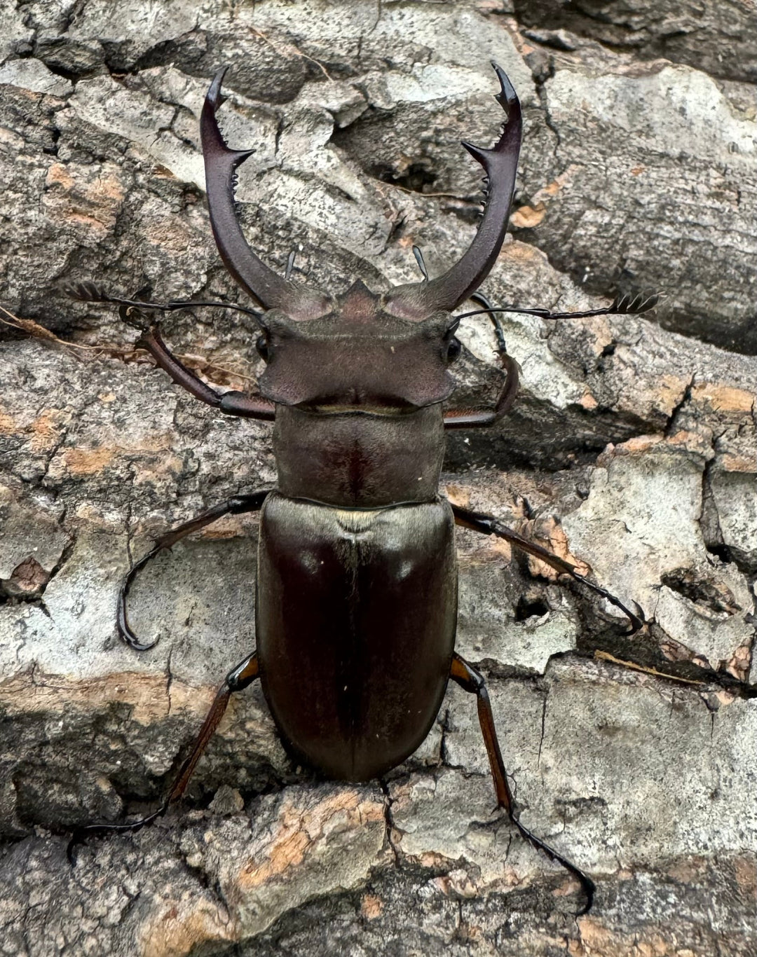 【WD】《クラーツミヤマ原名亜種 48mm ペア》