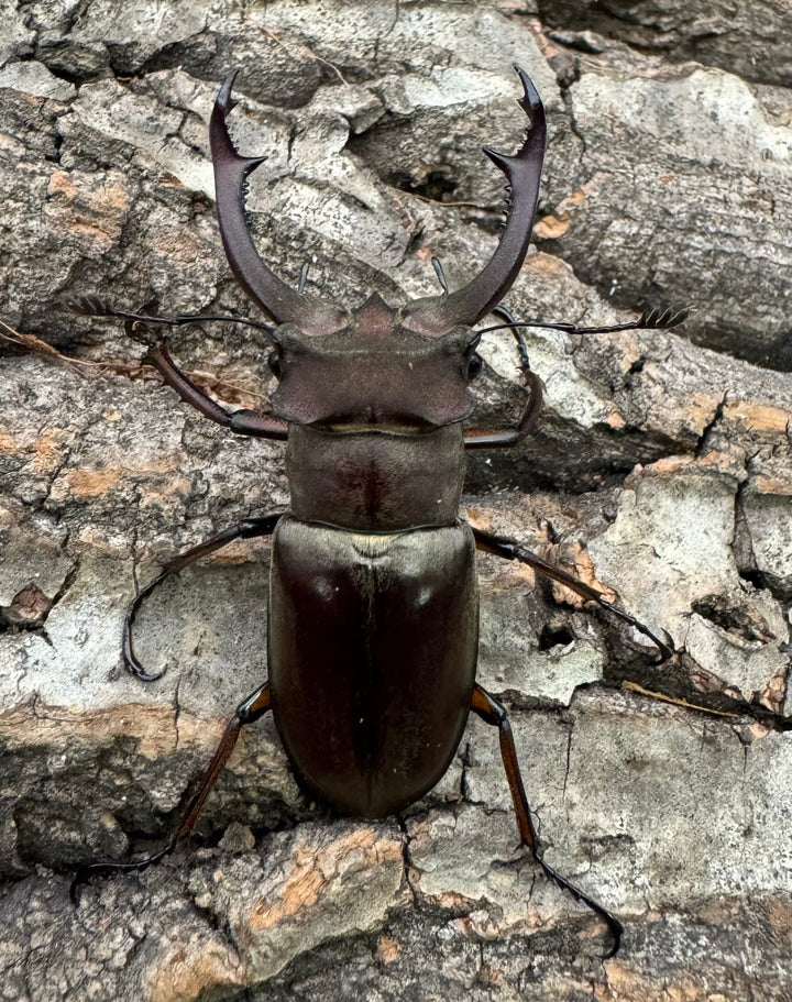 【WD】《クラーツミヤマ原名亜種 48mm ペア》