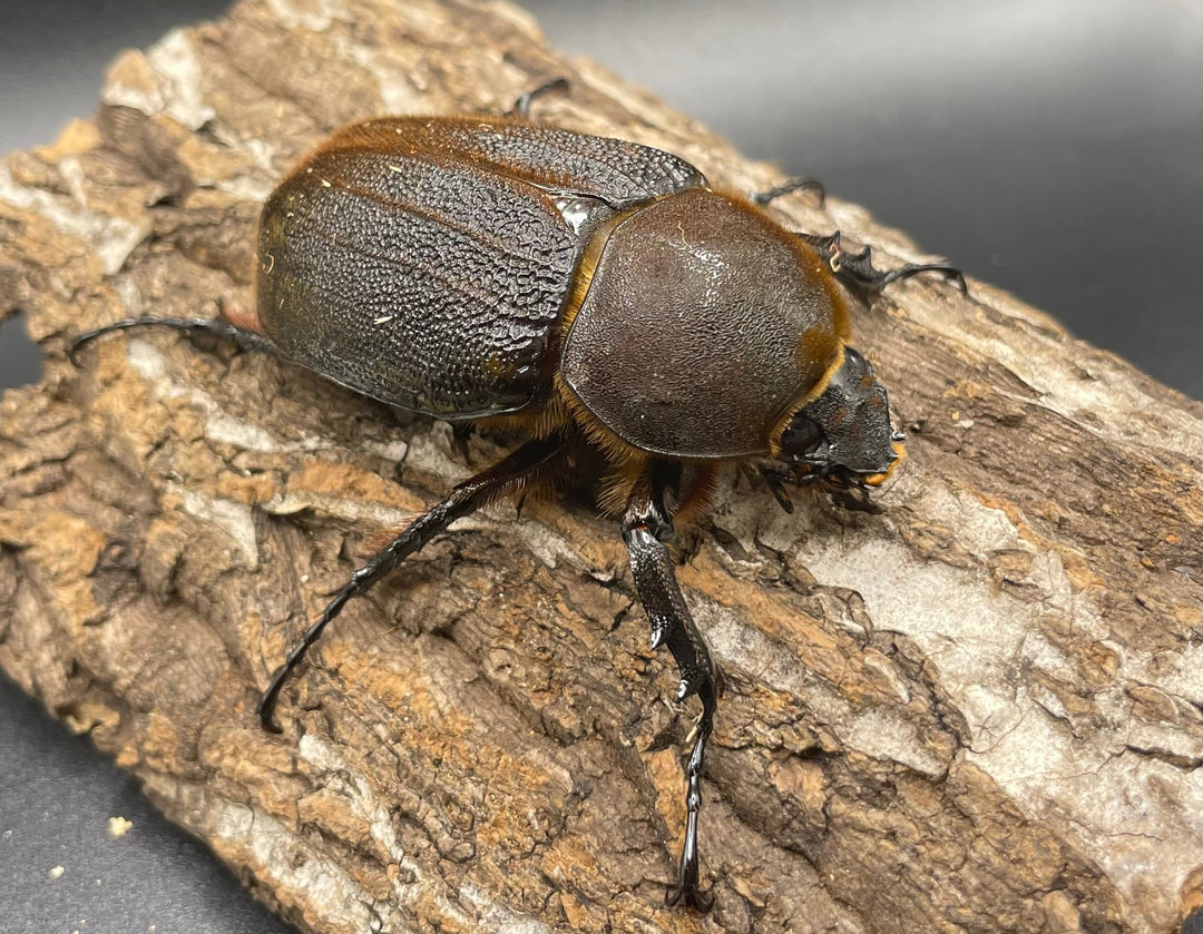 即ブリ《ヘラクレス・ヘラクレス 158mm ペア》