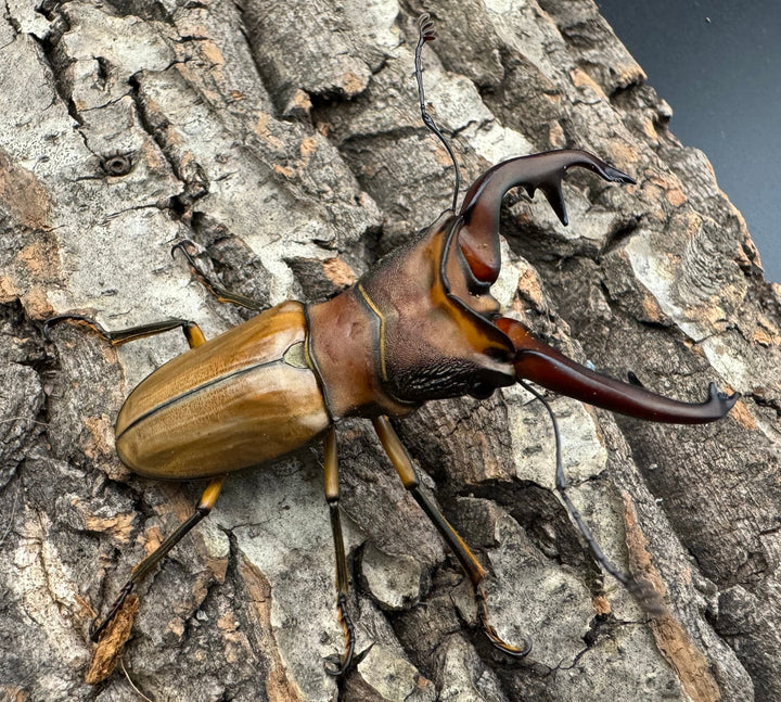 【WD】大歯《アラガールホソアカ 65mm ペア》