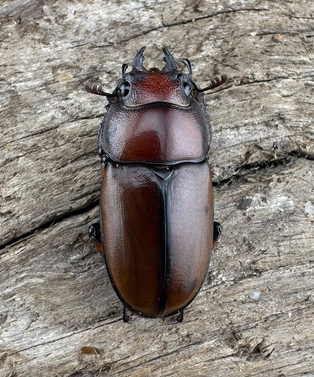 【WD】《アスタコイデスノコギリ ベンクール産 59mm ペア》