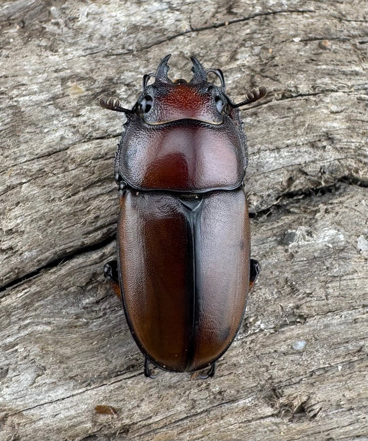 【WD】《アスタコイデスノコギリ ベンクール産 59mm ペア》