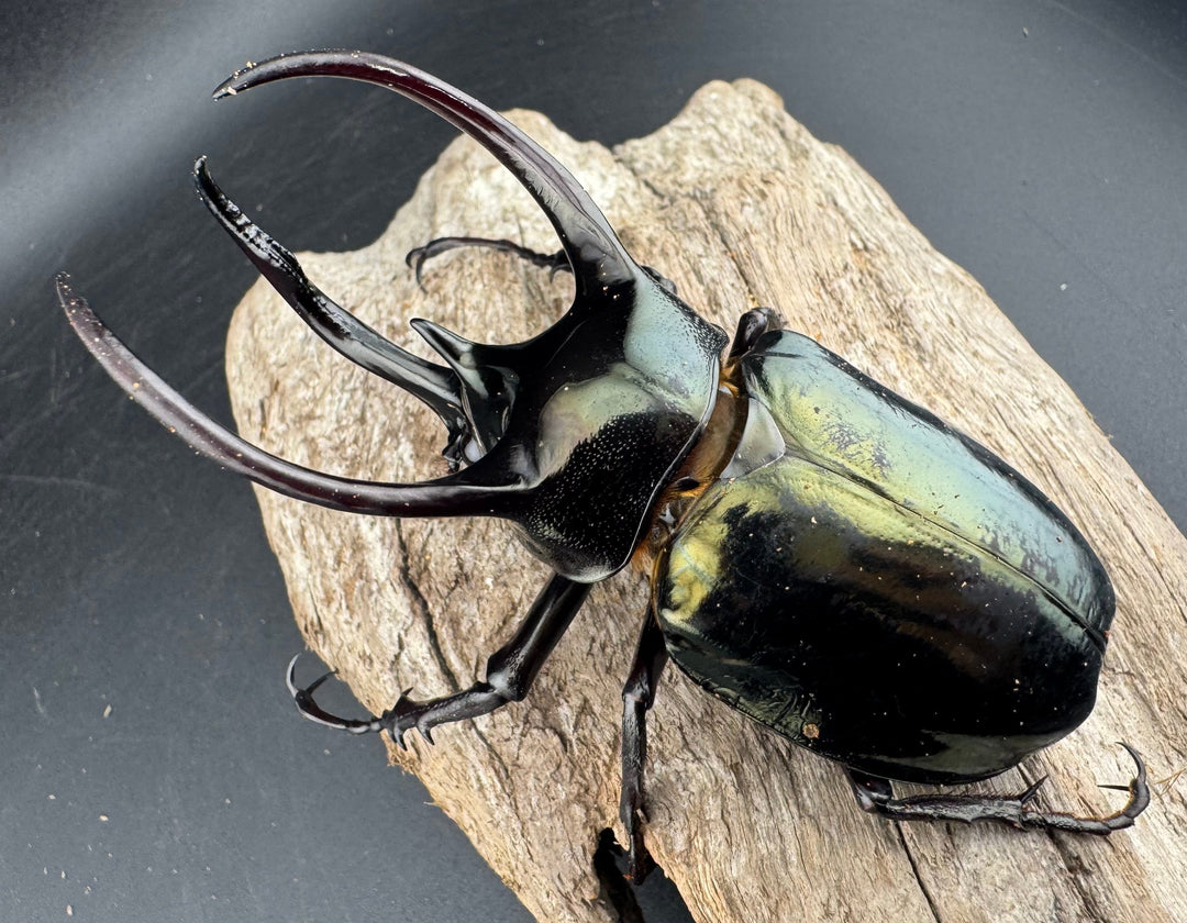 【WD】《ミンダナオアトラスオオカブト マラグサン産 94.5mm ペア》