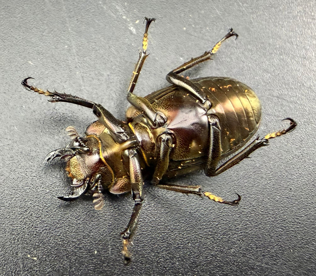 《メタリフェルホソアカ亜種イソガイ 73.5mm ペア》