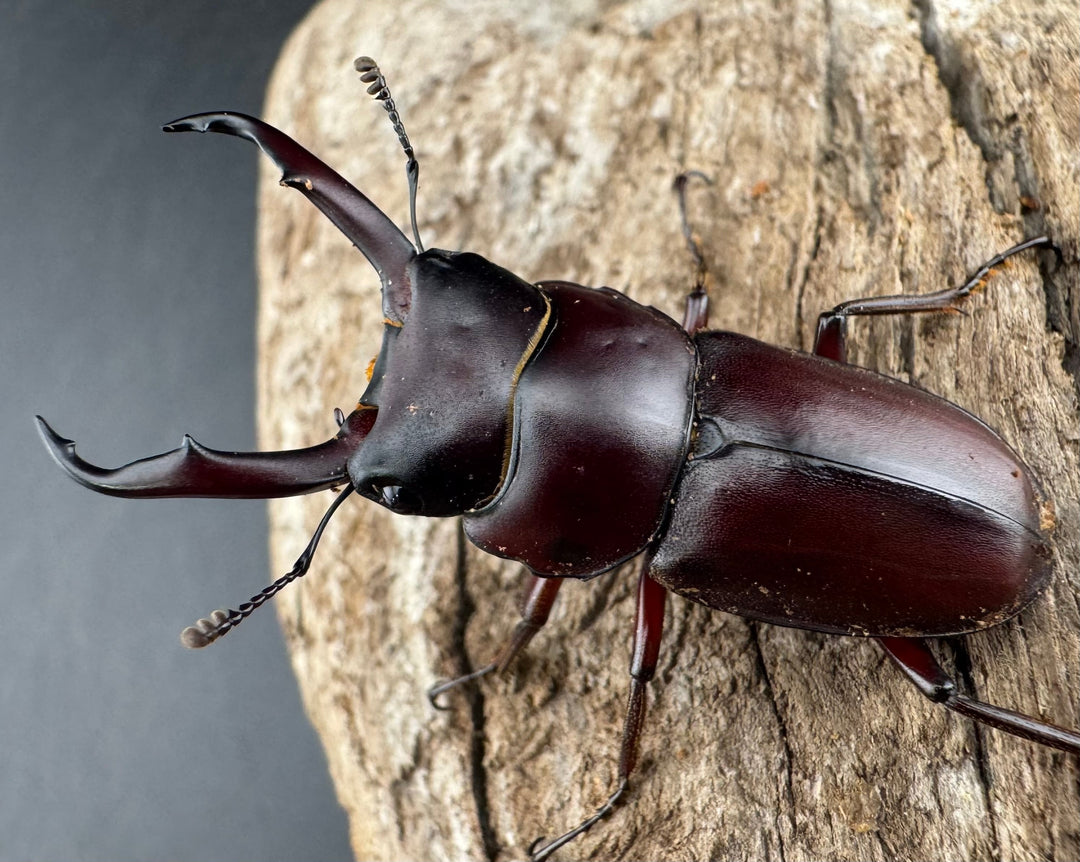 《ミシマコクワガタ 硫黄島産 41mm ♂♀♀トリオ》