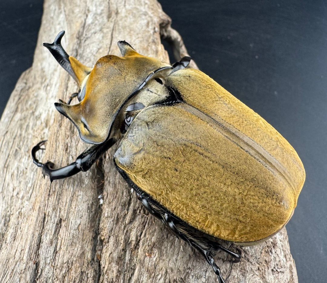 《エレファスゾウカブト 76.5mm ペア》