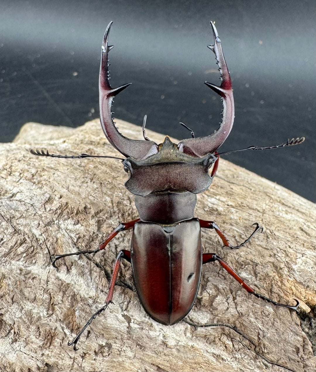 【WD】貴重産地《ブリヴィオミヤマ 56mm ペア》