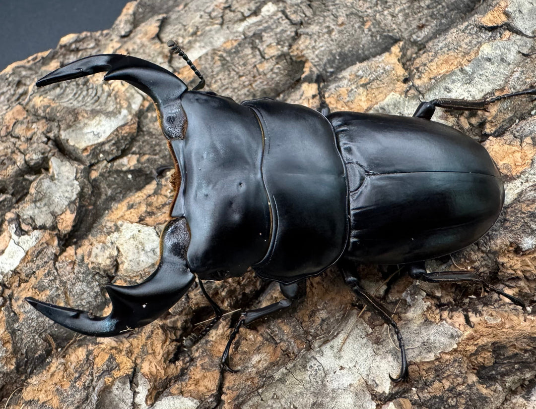 《インドアンタエウス サディア産 75.5mm ペア》