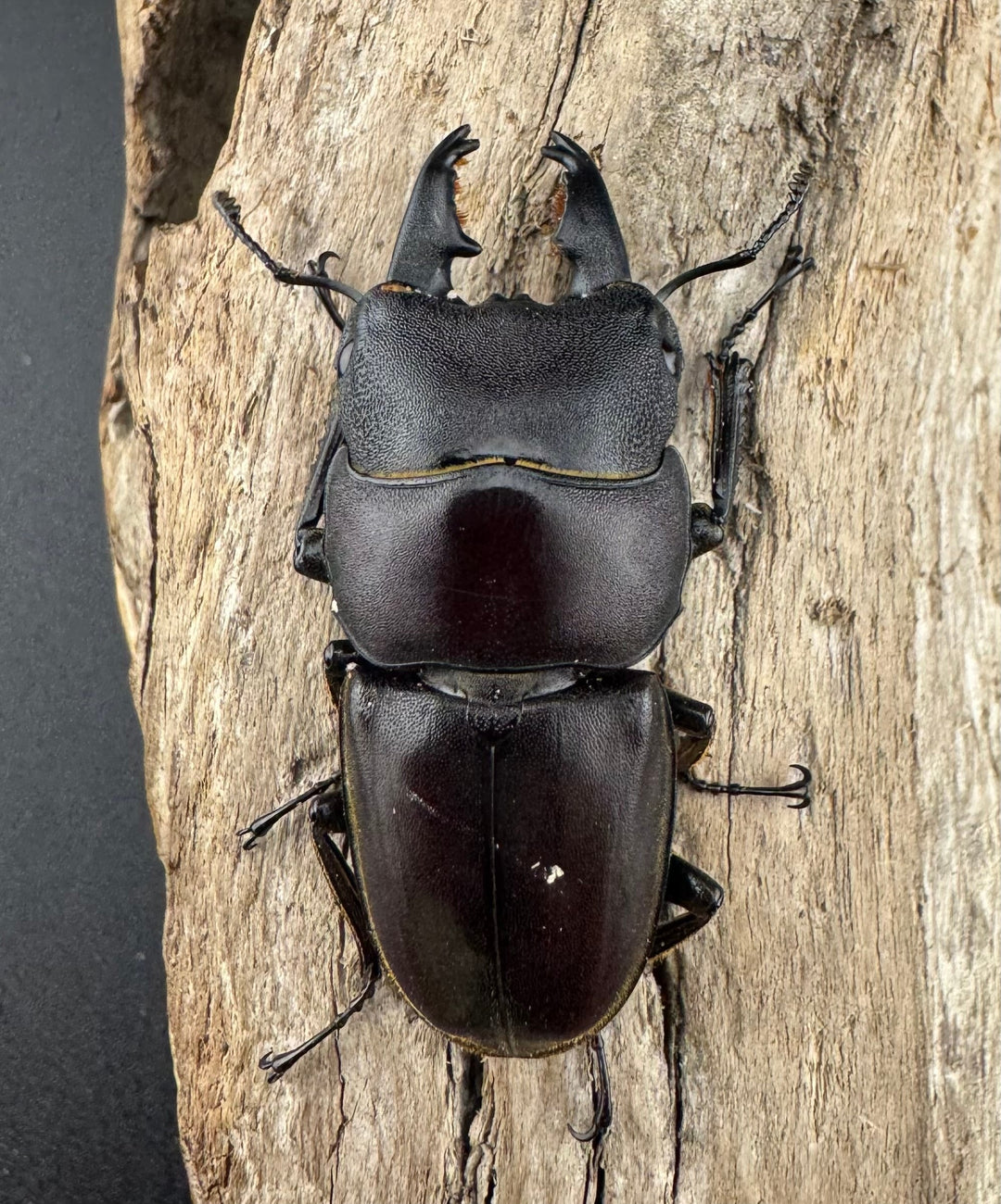 【WD】《タウルスヒラタ パラワン亜種 ロハス産 44mm ペア》