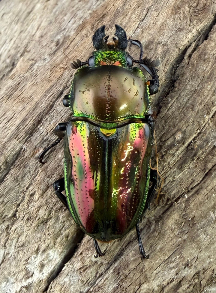《ニジイロクワガタ 33mm ♂♀♀トリオ》