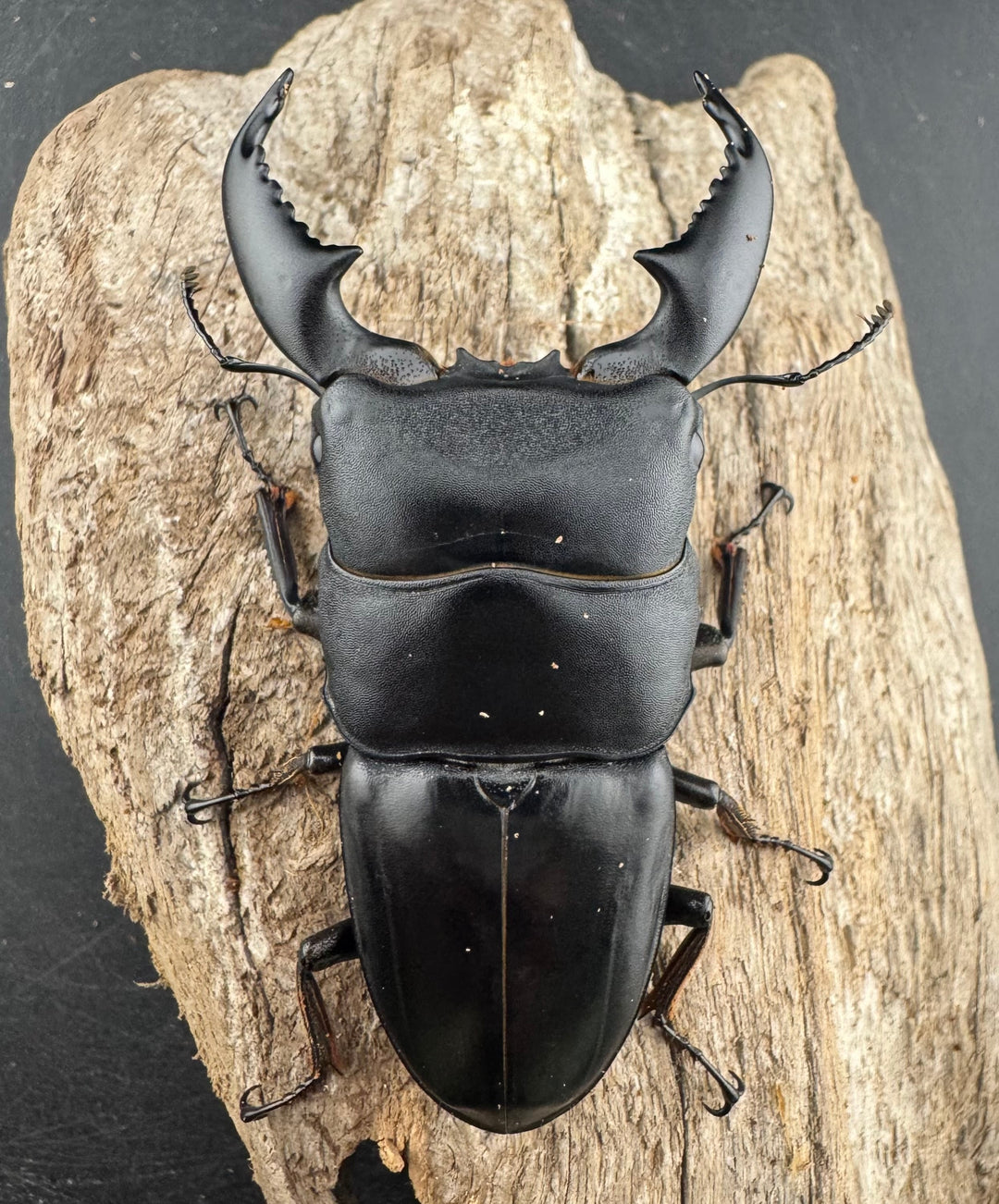 【WD】《スマトラオオヒラタ アチェ産 81mm ペア》