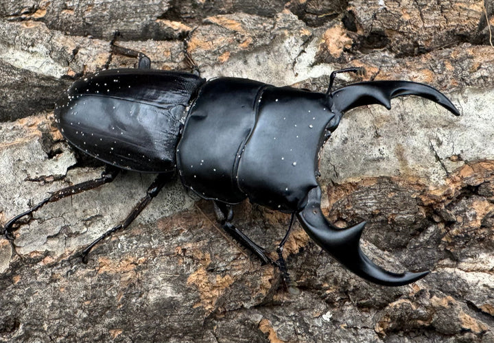 【WD】《ジャワパリーオオクワ ベンクール産 64mm ペア》