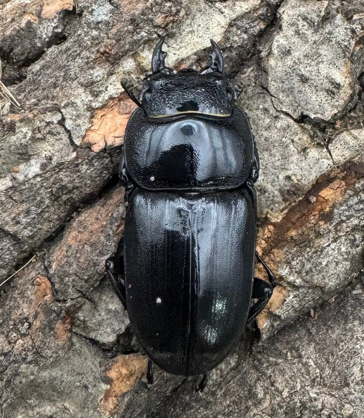 【WD】大型《南カマリネスヒラタ 91.5mm ペア》