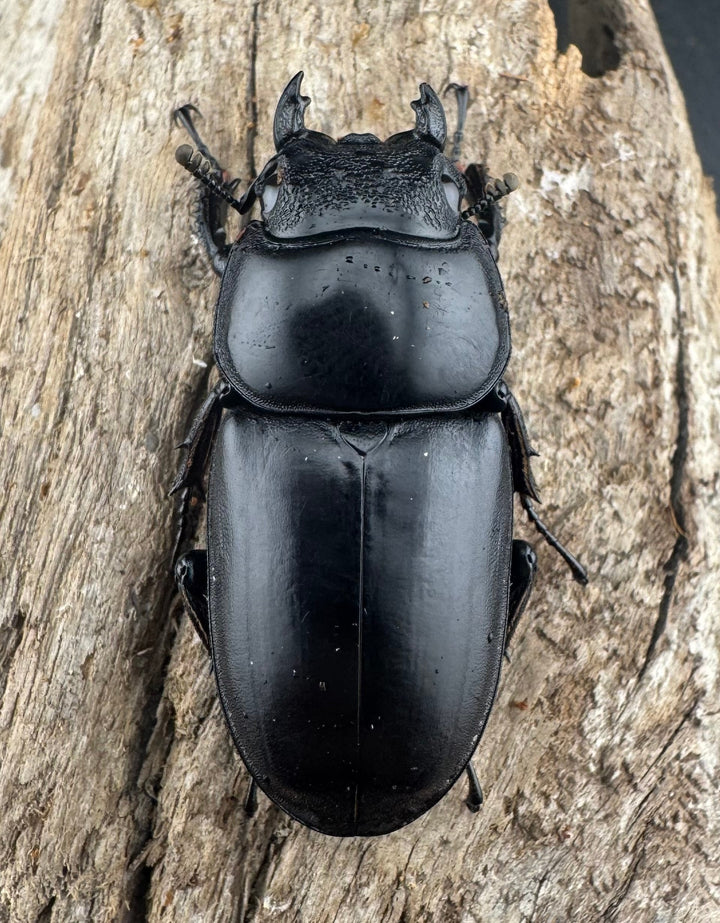 【WD】《アンタエウスオオクワ亜種miyashitai 75mm ペア》