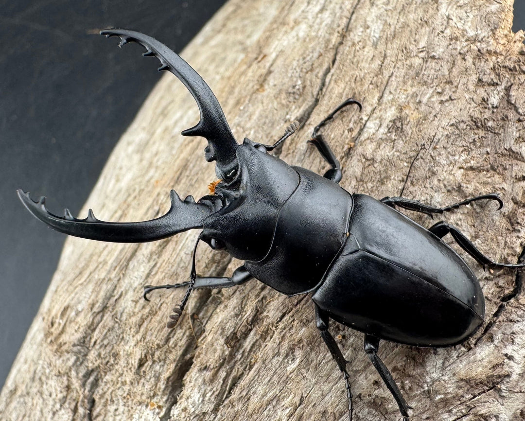 【WD】《フォルフィクラノコギリ原名亜種（マルバネノコギリ） 54mm ペア》