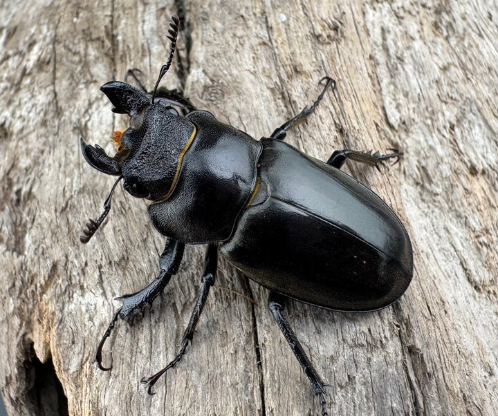 【WD】《ツェンワンラオシャンミヤマ 34mm ♀単》