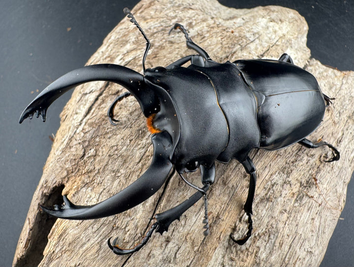 【WD】《アルケスツヤクワガタ ボアク島産 84mm ペア》